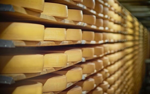 Terungkap! Konsumsi Keju Tinggi Lemak Disebut Bisa Turunkan Risiko Demensia