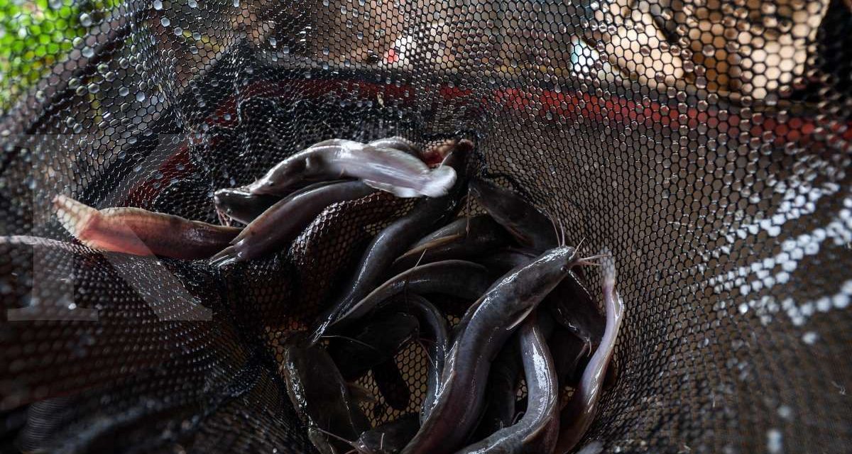 Sering Dikonsumsi, Begini Penjelasan Ilmiah soal Gizi dan Keamanan Ikan Lele