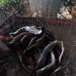 Sering Dikonsumsi, Begini Penjelasan Ilmiah soal Gizi dan Keamanan Ikan Lele