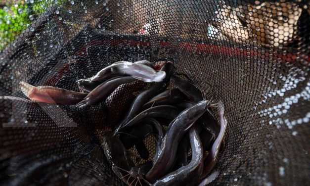 Sering Dikonsumsi, Begini Penjelasan Ilmiah soal Gizi dan Keamanan Ikan Lele