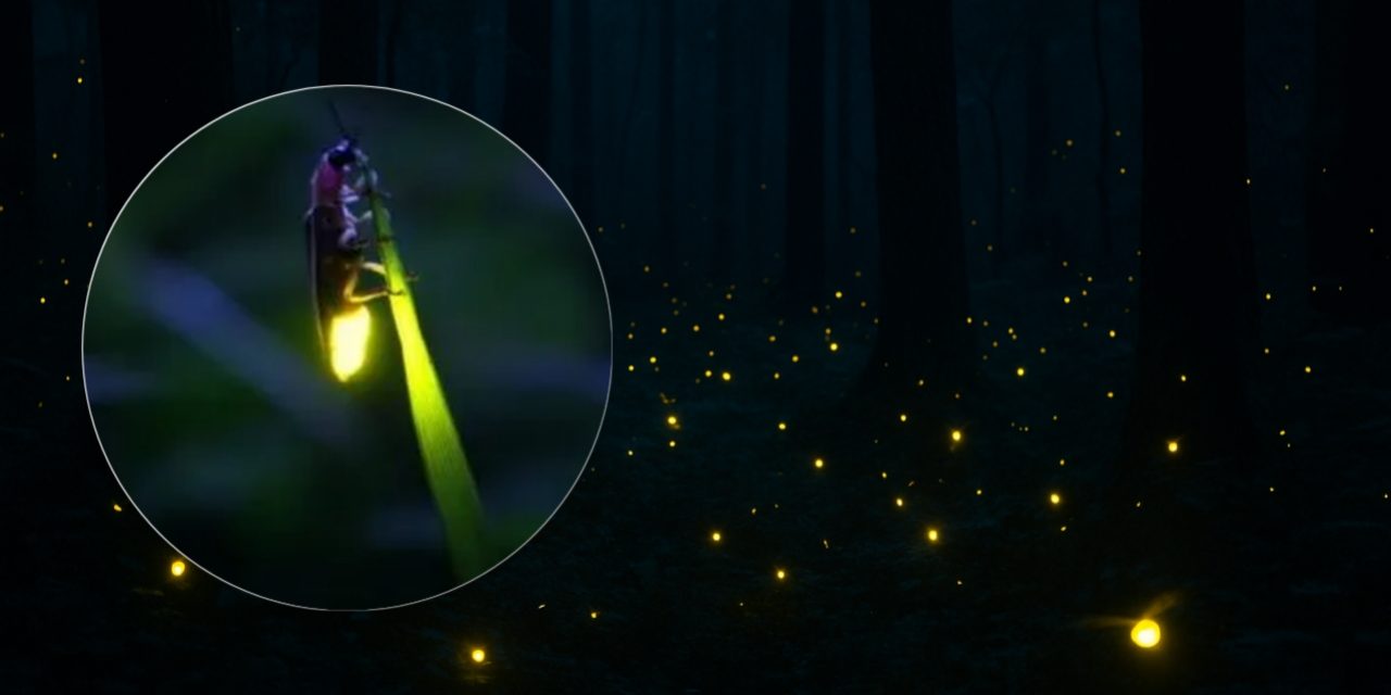 Fenomena Langka! Ribuan Kunang-Kunang Terangi Malam di Kebun Raya Bali