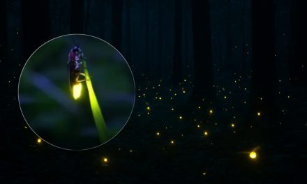 Fenomena Langka! Ribuan Kunang-Kunang Terangi Malam di Kebun Raya Bali