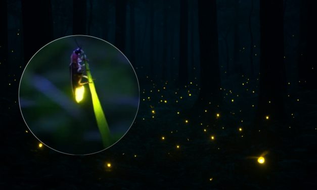 Fenomena Langka! Ribuan Kunang-Kunang Terangi Malam di Kebun Raya Bali