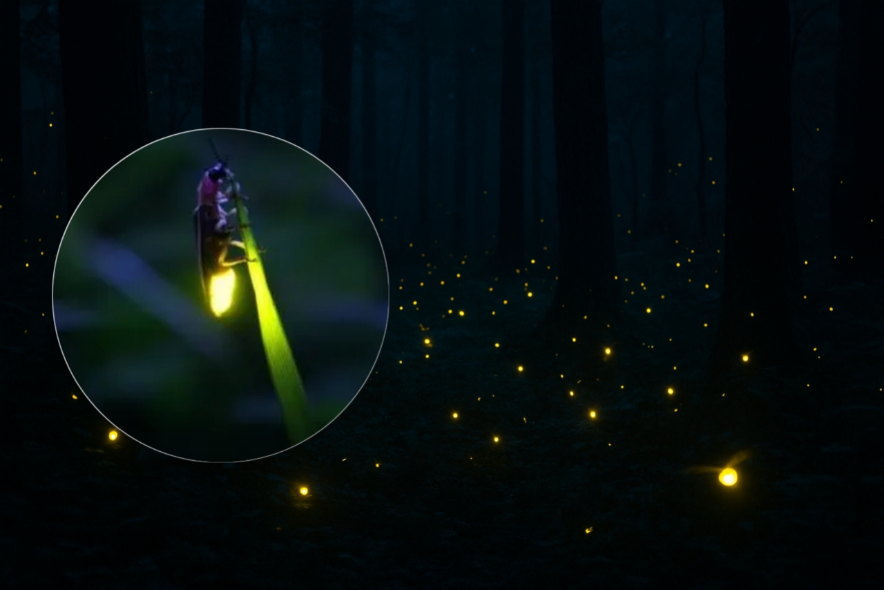 Kunang-Kunang Kebun Raya Bali