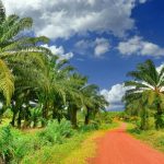 Kebun Sawit di Cirebon: Antara Kepentingan Ekonomi dan Kelestarian Lingkungan