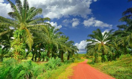 Kebun Sawit di Cirebon: Antara Kepentingan Ekonomi dan Kelestarian Lingkungan