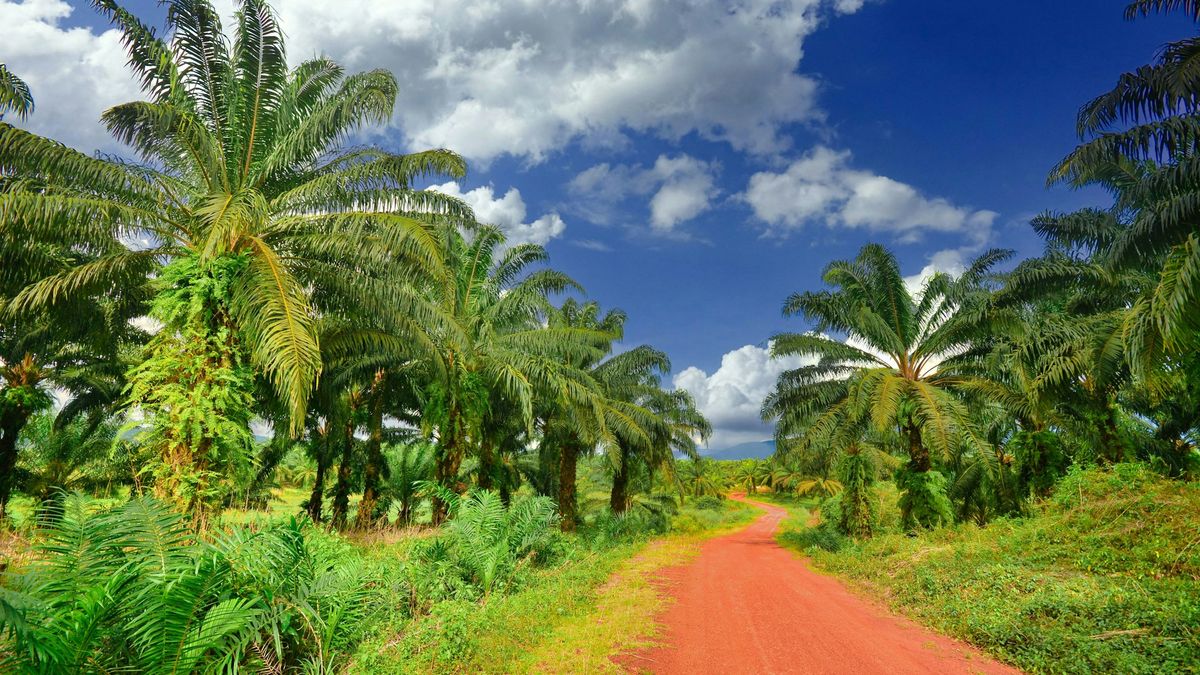 Perkebunan Kelapa Sawit