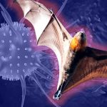 Virus Nipah Mengintai Asia, Thailand Kembali Perketat Skrining Bandara
