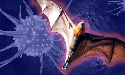 Virus Nipah Mengintai Asia, Thailand Kembali Perketat Skrining Bandara