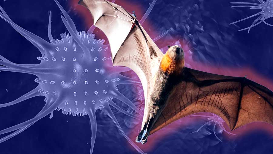 Virus Nipah Mengintai Asia, Thailand Kembali Perketat Skrining Bandara