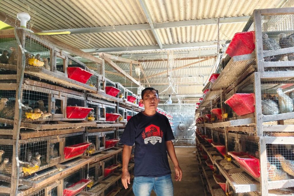 Peternak puyuh mengemas telur hasil panen dari ribuan burung puyuh di kandang