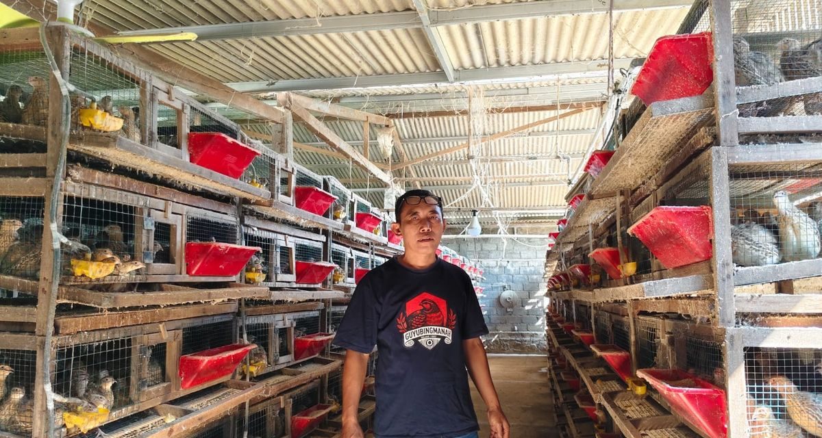 Peternak Puyuh Bangkit Berkat KUR, Kini Kelola 11 Ribu Ekor