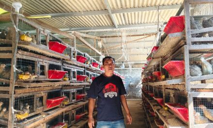 Peternak Puyuh Bangkit Berkat KUR, Kini Kelola 11 Ribu Ekor