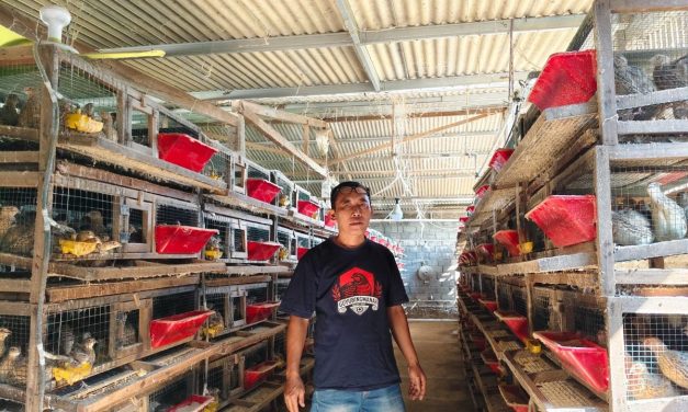Peternak Puyuh Bangkit Berkat KUR, Kini Kelola 11 Ribu Ekor