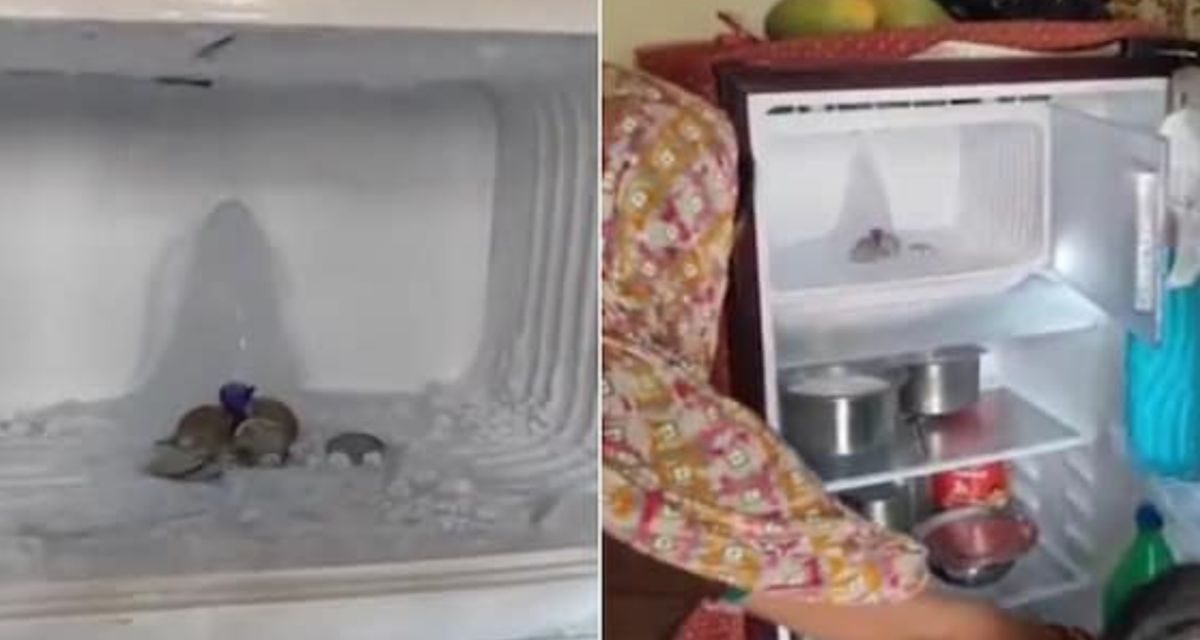 Gumpalan Es Mirip Shivling di Agra Mengundang Kedatangan Banyak Peziarah