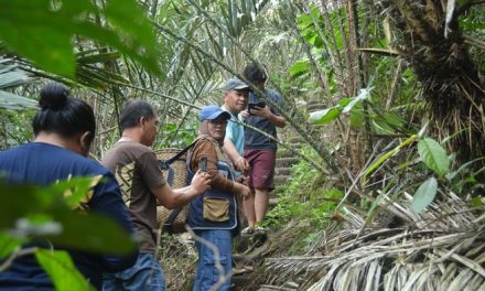 Agrowisata Salak Pangu, Pesona Kebun Salak Ikonik di Minahasa Tenggara